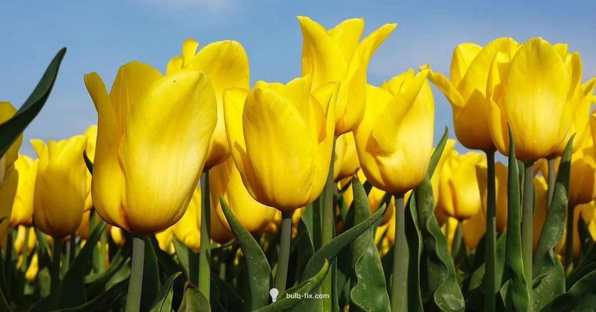 February Bulb Planting - Bulb Fix