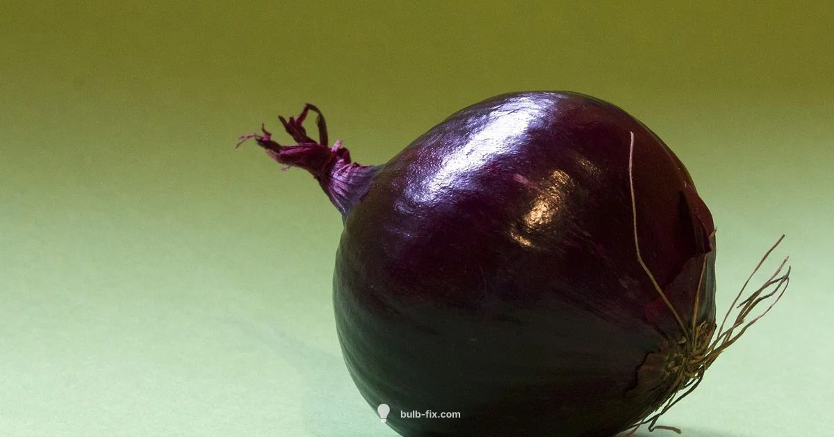Onion Health Basics Onion Health Basics - Bulb Fix