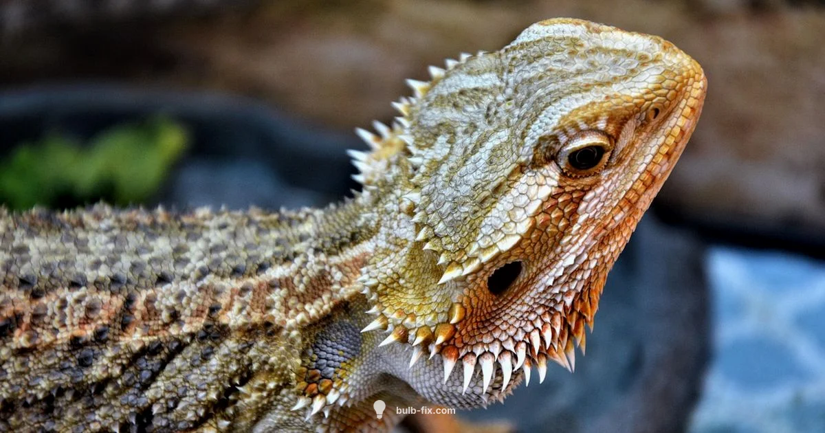 Bearded Dragon Lighting - Bulb Fix