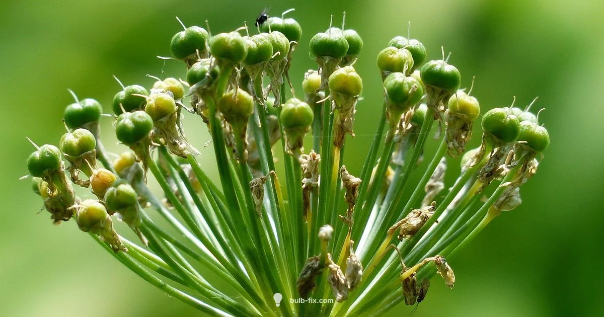 Grow Bulb Onions Grow Bulb Onions - Bulb Fix
