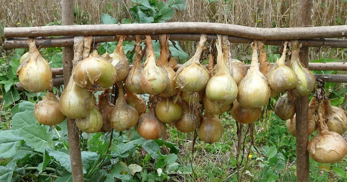 Onion Bulb Basics Onion Bulb Basics - Bulb Fix