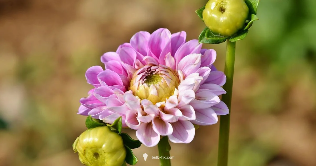 Dahlia Tubers Guide Dahlia Tubers Guide - Bulb Fix