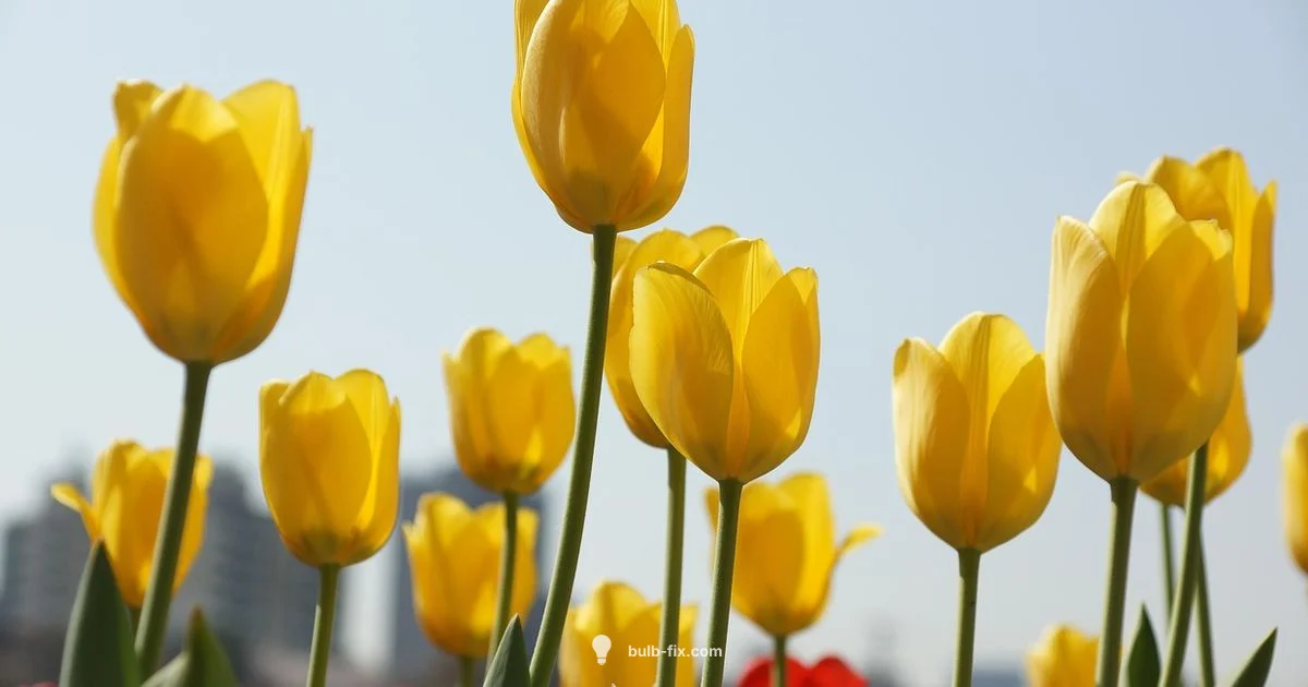 Spring Bulb Beauty - Bulb Fix