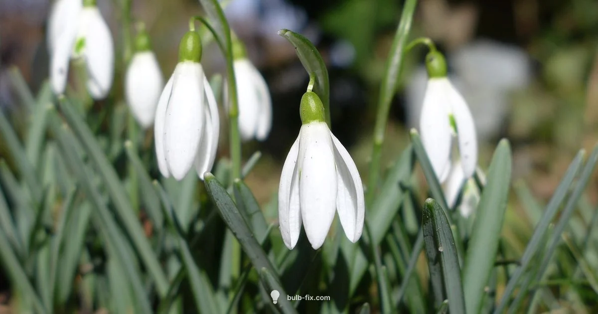 Spring Bulb Planting - Bulb Fix