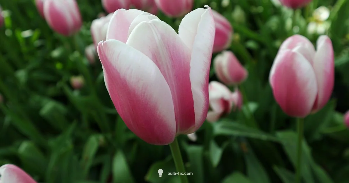 Tulip Bulb Size Tulip Bulb Size - Bulb Fix