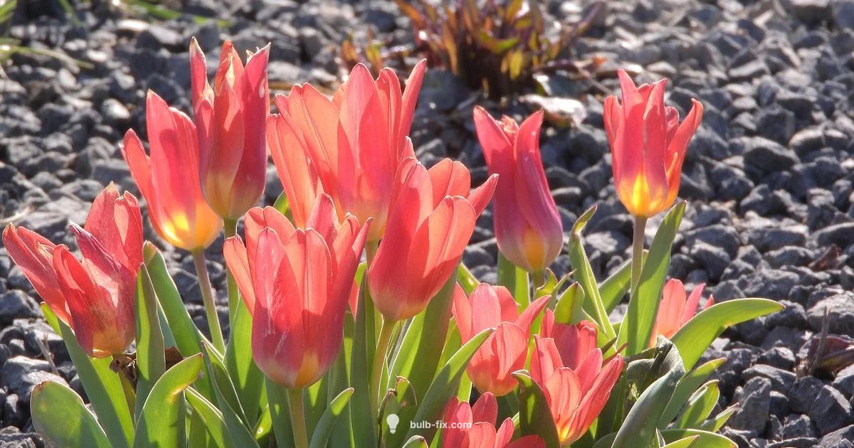 Spring Tulips in Bloom - Bulb Fix