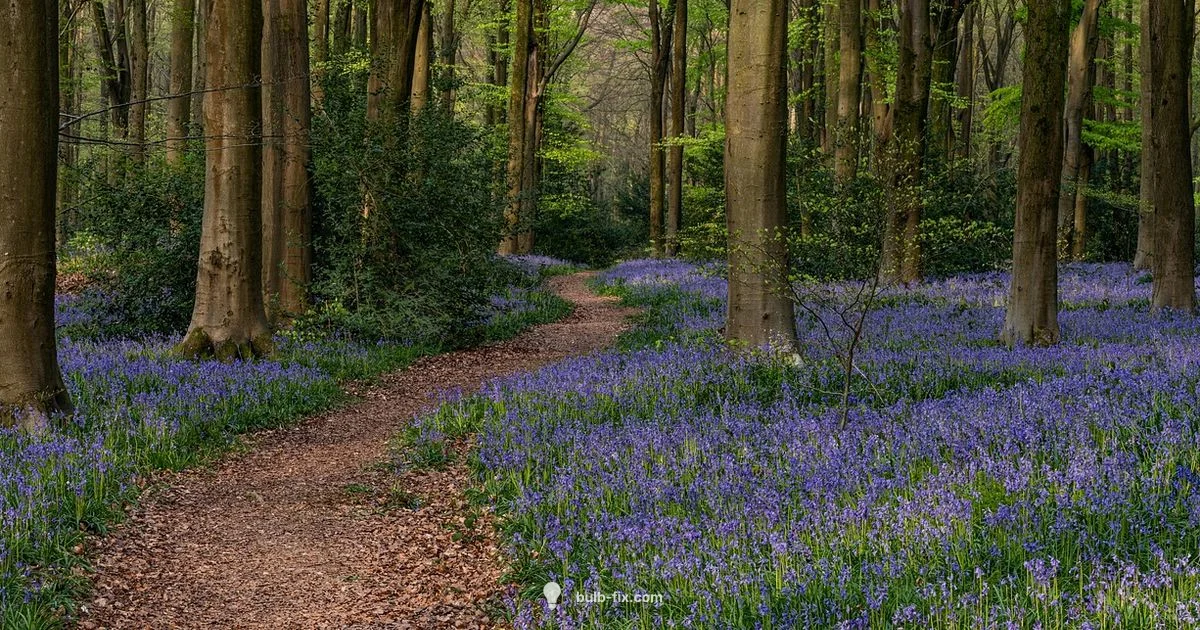 Bluebells Bulb Guide - Bulb Fix