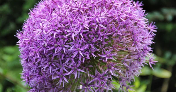 Bold Purple Allium - Bulb Fix