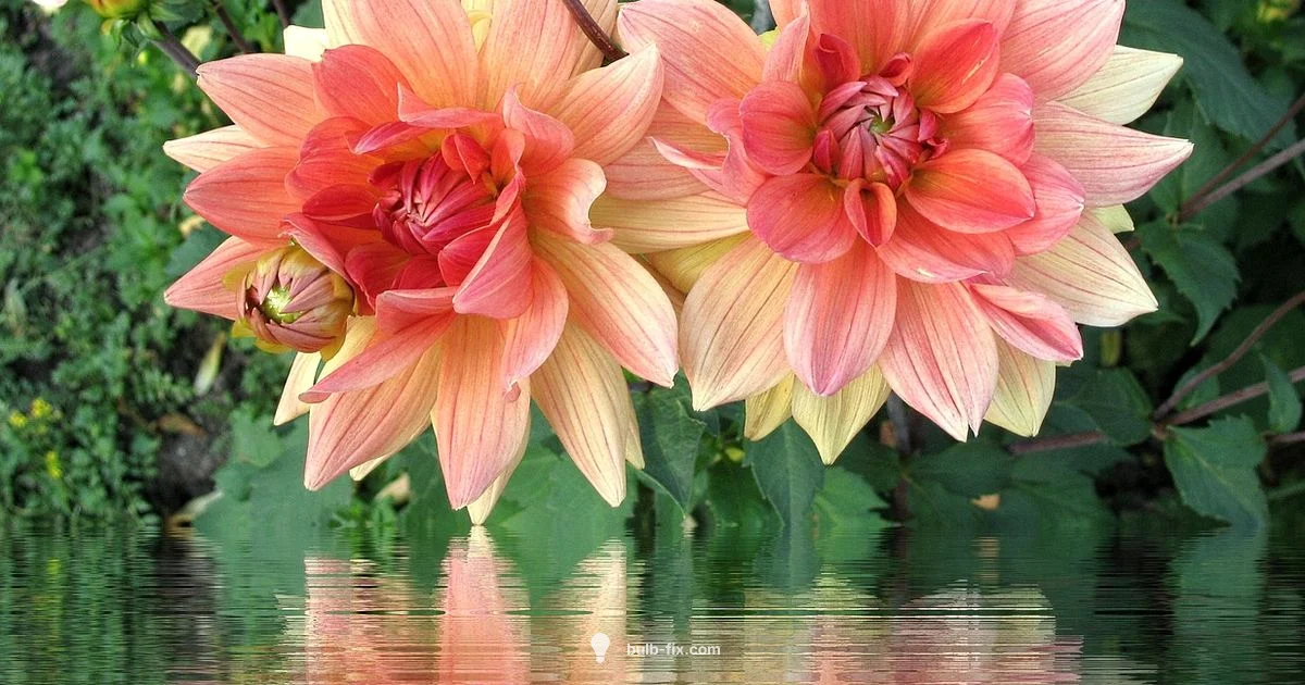 Post-Flowering Bulbs - Bulb Fix