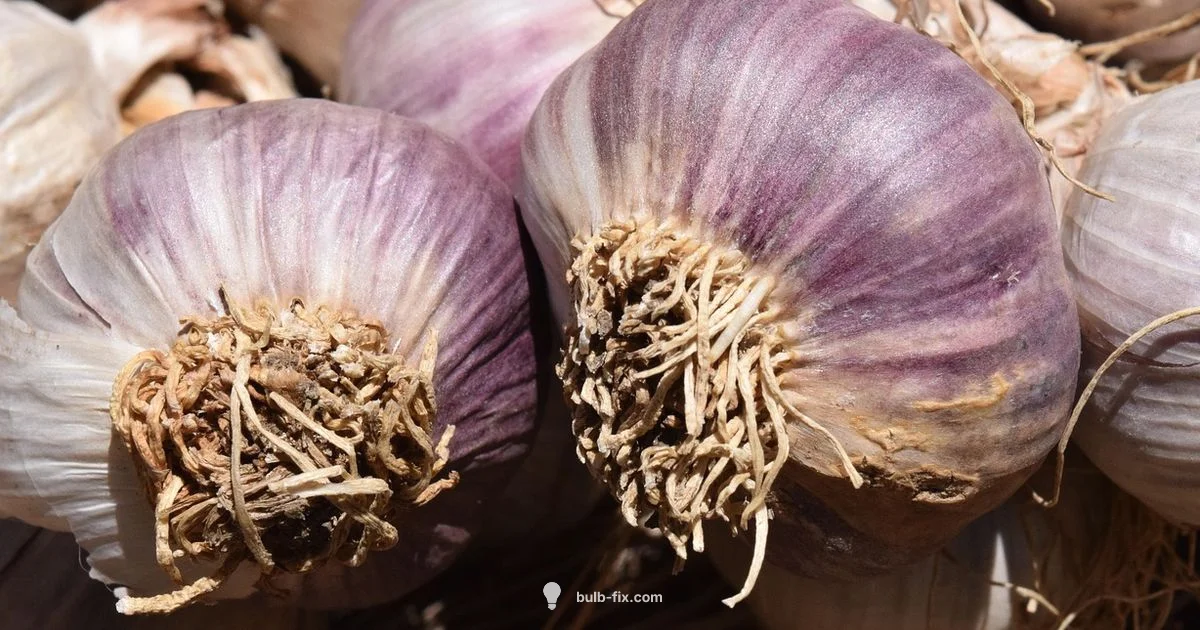 Garlic Anatomy - Bulb Fix