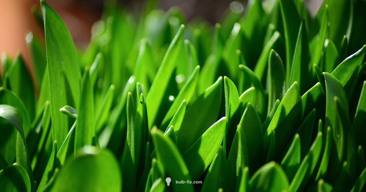 Bluebell Bulb Guide - Bulb Fix