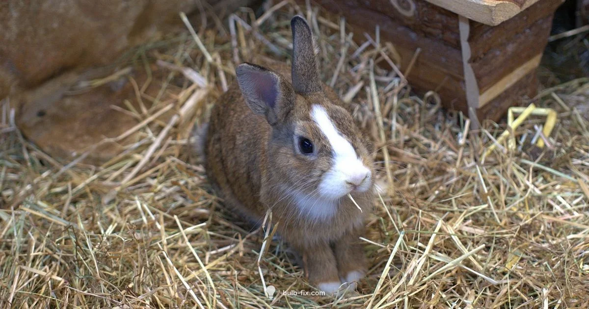 Protect Bulbs from Rabbits Protect Bulbs from Rabbits - Bulb Fix