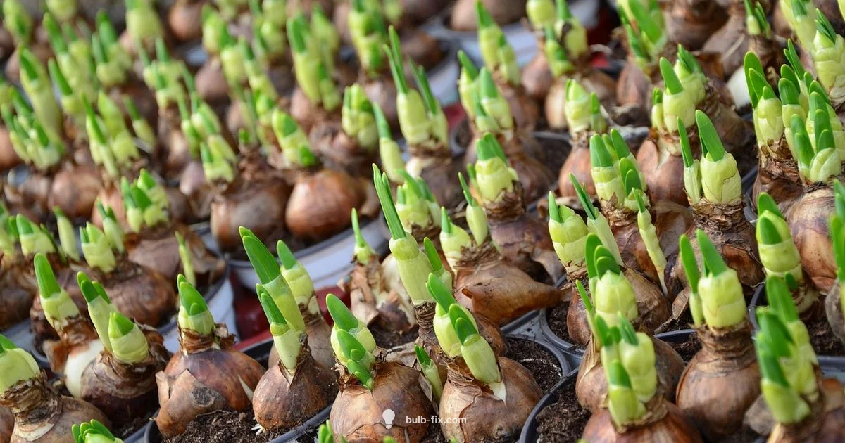 Bulbasaur Plant Bulb Bulbasaur Plant Bulb - Bulb Fix